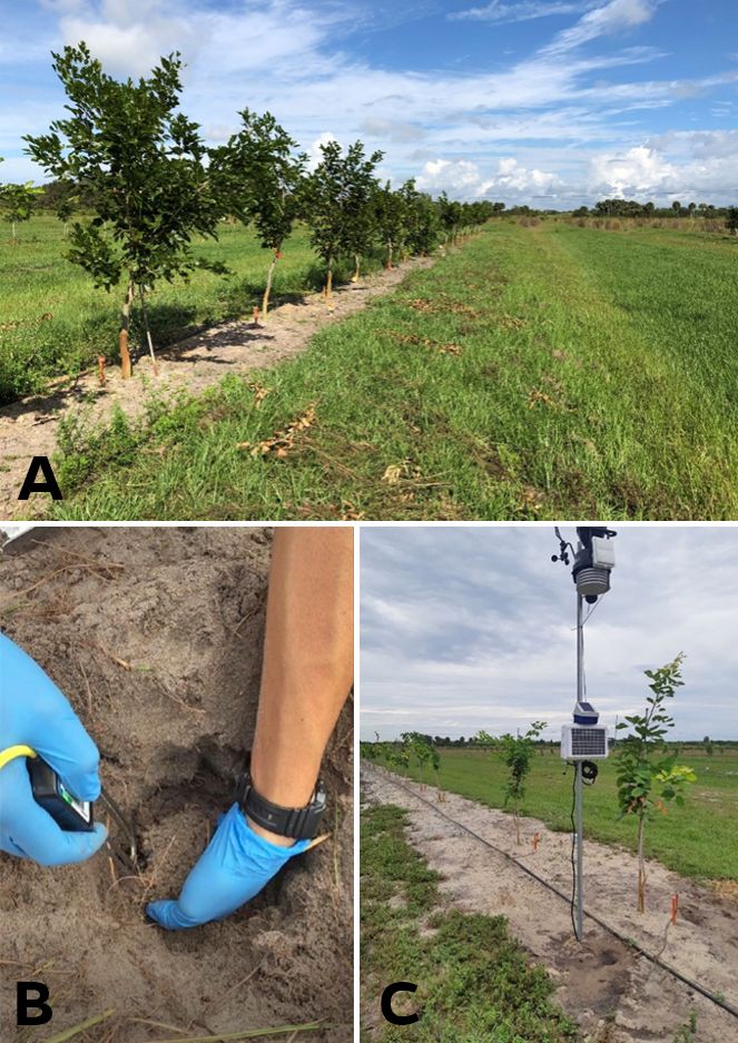 Field trial located at the UF/IFAS Indian River Research and Education Center (UF/IFAS IRREC) in Fort Pierce, FL. (a.) Two-year-old pongamia trees at the UF/IFAS IRREC field trial. (b.) Installation of a soil moisture sensor in proximity to pongamia roots. (c.) Weather station that measures evapotranspiration and transfers the data to a computer server. 