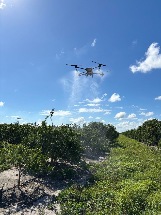 A spraying drone applying agricultural chemicals in a citrus orchard.