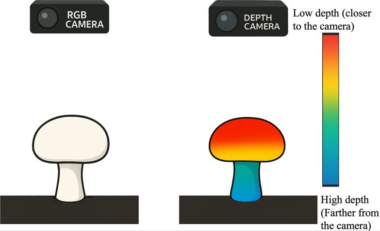 An example of the difference between RGB and depth camera outputs. The RGB camera shows color (i.e., a white mushroom), while the depth camera gives 3D data by measuring height across the mushroom. The color bar for the depth camera shows red as closer to the camera and blue as farther away.