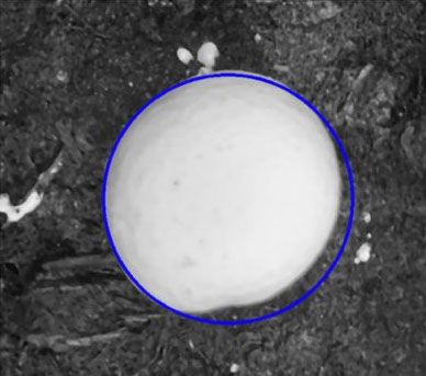 A blue circle around a single mushroom. Circles are scored based on how well they match the edges. Only high-scoring matches (e.g., 95% score) are kept as mushrooms.