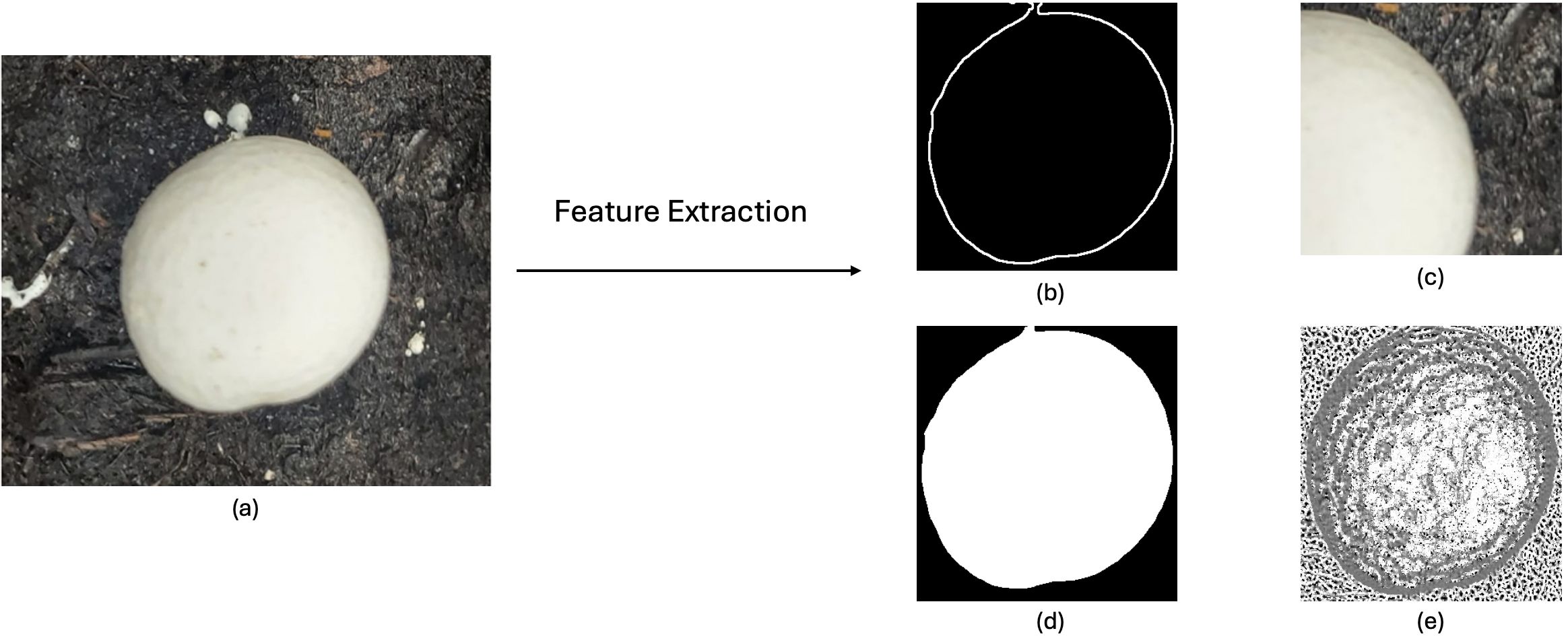 Example of features taken from a mushroom. (a) The RGB mushroom image, (b) the outline map showing the boundary or shape of the mushroom, (c) a part of the mushroom used for color analysis, (d) the black-and-white filter used to separate the mushroom from the background, and (e) the surface texture of the mushroom.