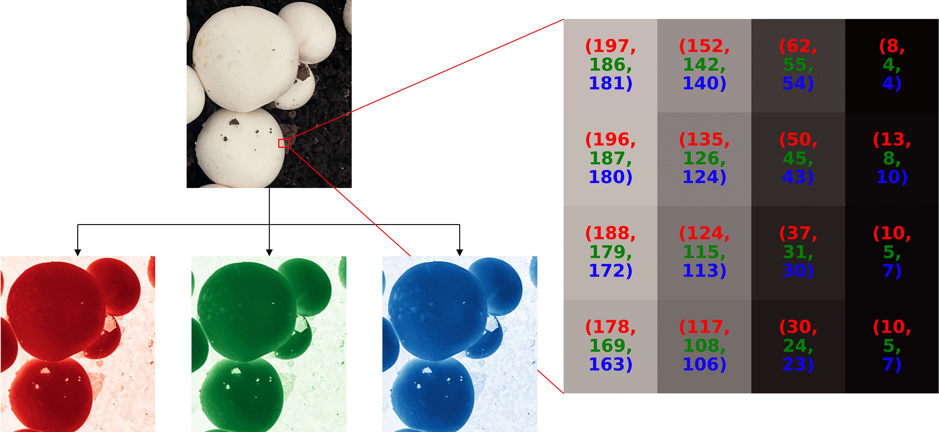 An RGB image of mushrooms is split into its red, green, and blue parts to show how each color contributes to the full image. A close-up view of pixel values shows the brightness of each color, which helps in studying and analyzing images.