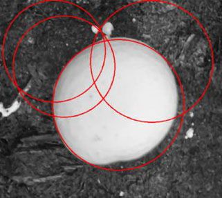 Series of red circles near or around a single mushroom. The computer checks different circles against the detected edges. Circles that match the most edges are marked as possible mushrooms.