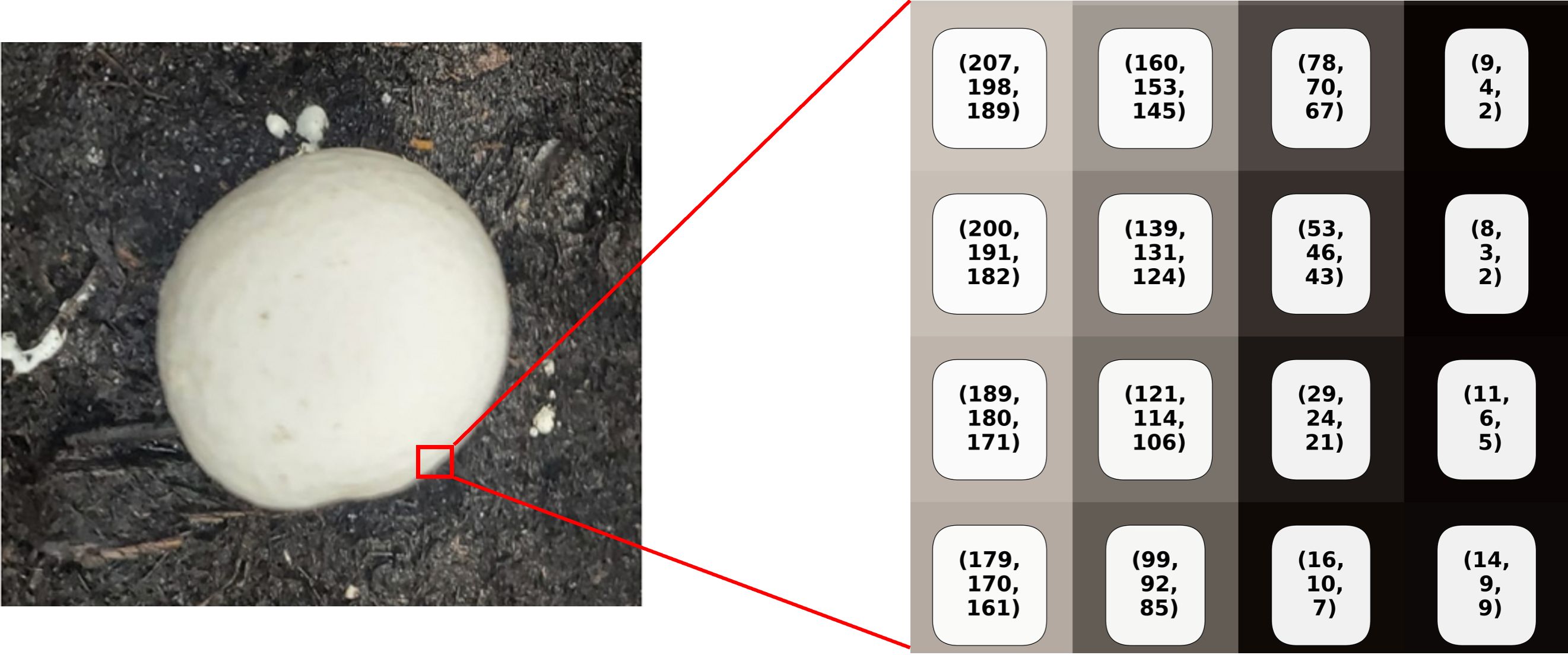 A mushroom against a dark background shows a sudden change in brightness, which the algorithm uses to mark the edge or boundary.
