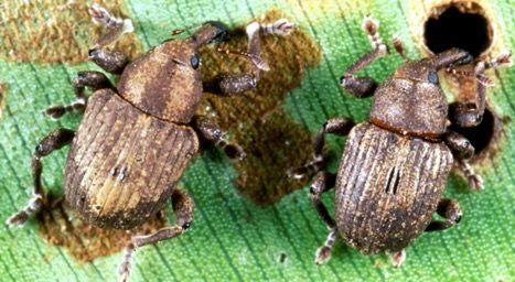 Figure 1. The waterhyacinth weevils. Left: Neochetina bruchi Hustache. Right: N. eichhorniae Warner.