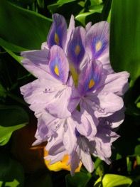 Figure 2. Waterhyacinth—the host plant.