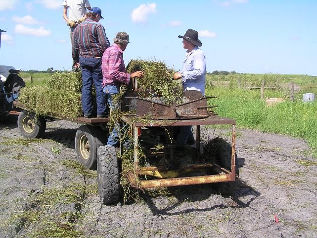 Plant material (tops) distribution with homemade spreader. Material is carried on a trailer behind a tractor and fed to the distributer. 