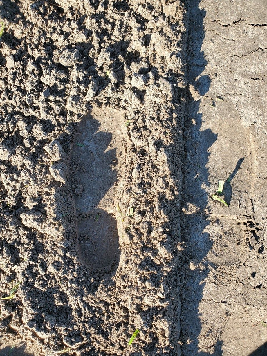 A well-prepared seedbed before (left) and after (right) rolling. Firming the seedbed is important for maintaining soil moisture, increasing seed-to-soil contact, and achieving desirable and consistent seed depth. 