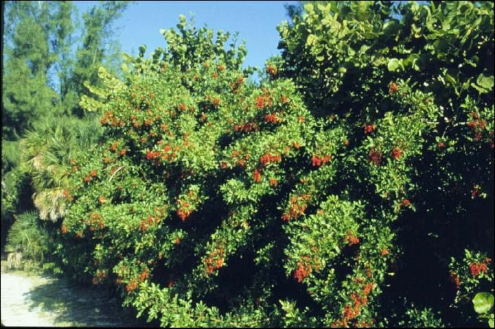 Figure 3. Brazilian pepper tree (Schinus terebinthifolius) was introduced to Florida in the 1840s as a cultivated ornamental. It is an extremely invasive plant that invades fallow farmland, pinelands, and hardwood hammocks of south and central Florida, and mangrove forests as far north as Levy and Duval Counties. It is listed as a noxious weed by FDACS.