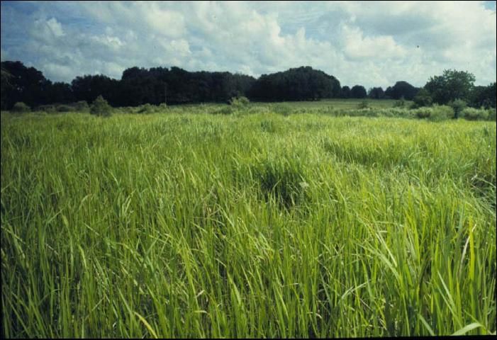 Figure 2. Cogongrass (Imperata cylindrica) has invaded many habitats such as sandhills, flatwoods, grasslands, swamps, river margins, and dry sand dunes throughout Florida and other southeastern states. It is listed as a noxious weed by FDACS and USDA.