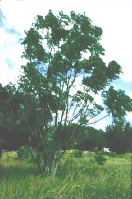 Figure 15. Chinaberry (Melia azederach) occurs primarily in disturbed areas such as rights-of-way and fencerows and has begun invading floodplain hammocks, marshes, and upland woods, particularly in north Florida. It is listed as FLEPPC Category I and its use has been discouraged by the FNGLA.