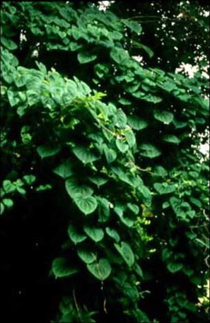 Figure 11. Air potato (Dioscorea bulbifera) can climb high into tree canopies and engulf surrounding vegetation. It is listed as a noxious weed by FDACS.