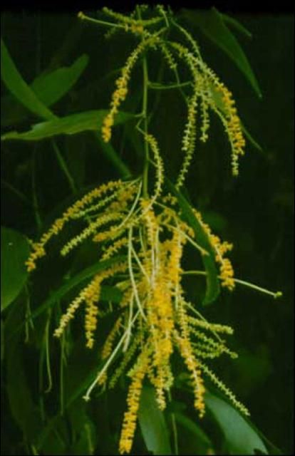 Figure 13. Earleaf acacia (Acacia auriculiformis), a messy tree in landscapes, invades disturbed areas as well as pinelands, scrub, hammocks, and pine rocklands in south Florida. It is listed as a FLEPPC Category I species.