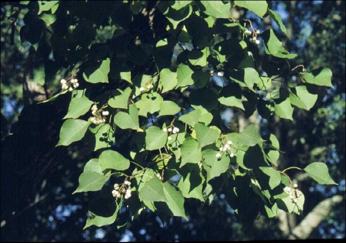 Figure 8. Chinese tallow (Sapium sebiferum), sometimes called popcorn tree, has been considered an invasive pest plant in the Carolinas since the 1970s and is expanding its range on the US Gulf Coast through Florida. It is widely dispersed by birds and thrives in undisturbed areas such as closed conopy forests, bottomland hardwood forests, shores of water bodies, and sometimes on floating islands. It is listed as a noxious weed by FDACS.