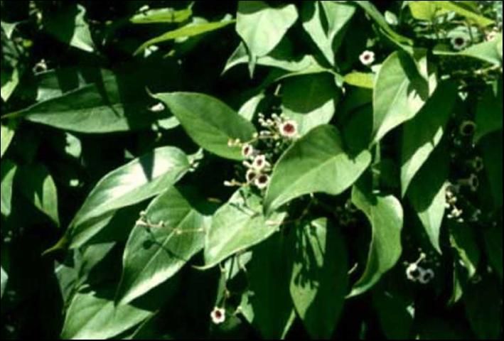 Figure 12. Skunk vine (Paederia foetida) invades native plant communities in Florida and can create dense canopies leading to the death of native vegetation. The plant emits a foul odor, especially when the leaves are crushed. It is listed as a noxious weed by FDACS.