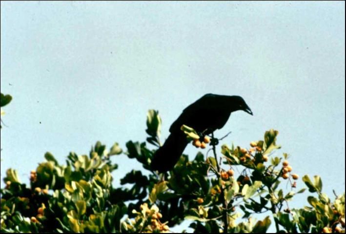 Fish crows eat carrotwood seeds and disperse them to coastal habitats where they germinate and are invasive.