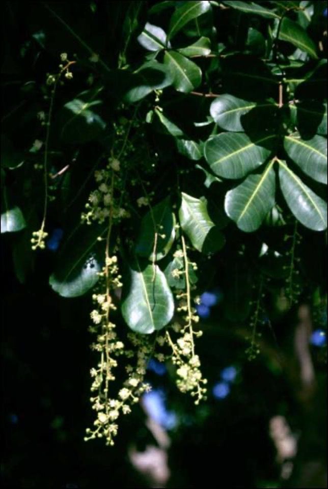 Carrotwood flowers and leaves.