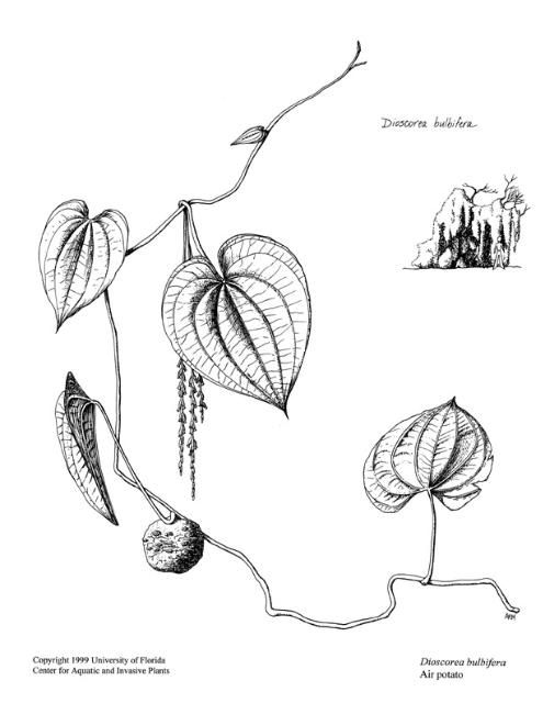 Air potato (Dioscorea bulbifera). 