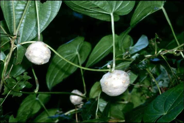 Air potato bulbils form in leaf axils. 