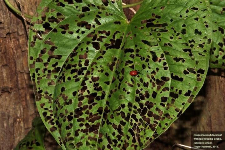 Dioscorea bulbifera leaf damage by the air potato leaf beetle, Lilioceris cheni. 