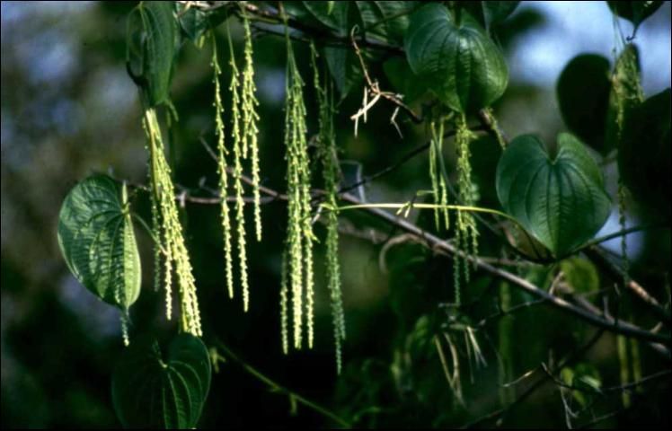 Air potato flowers. 