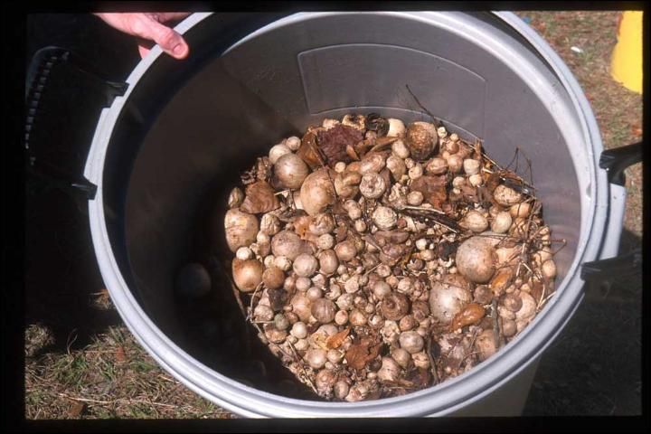 Remove air potato bulbils and other plant material from the site and dispose of in such a way that they do not spread the vines to new areas. 