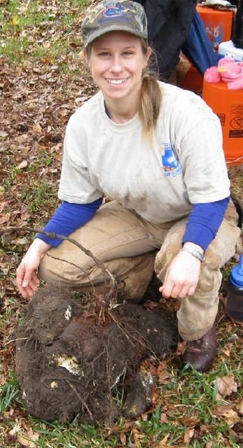 Underground tuber of winged yam. 