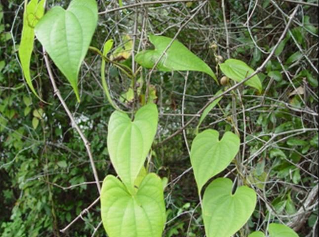 Side-by-side comparison of winged yam (left) and air potato (right). 