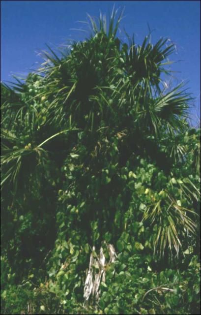 Air potato vine engulfing native cabbage palm. 