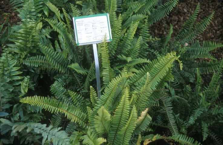 Figure 3. Tuberous sword fern (Nephrolepis cordifolia), not native to Florida.