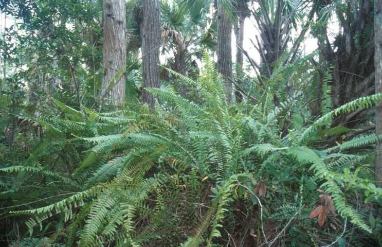 Figure 1. Sword fern (Nephrolepis exaltata), a Florida native.