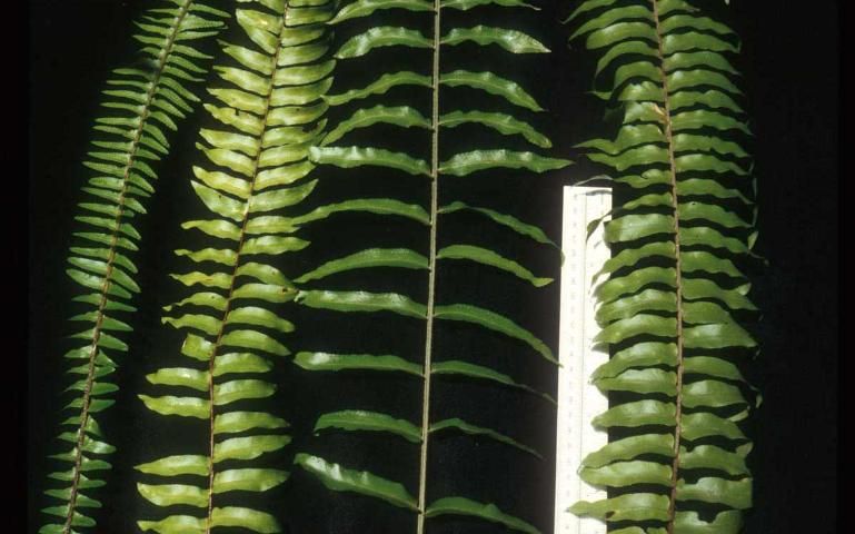 Figure 10. From left to right, (a) tuberous sword fern; (b) native sword fern; (c) giant sword fern; and (d) Asian sword fern, contrasting size and distance apart of central pinnae.