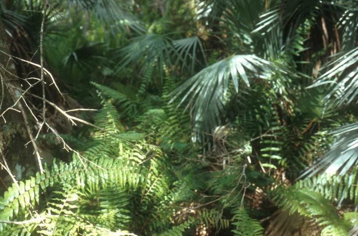 Figure 2. Giant sword fern (Nephrolepis biserrata), a Florida Native.
