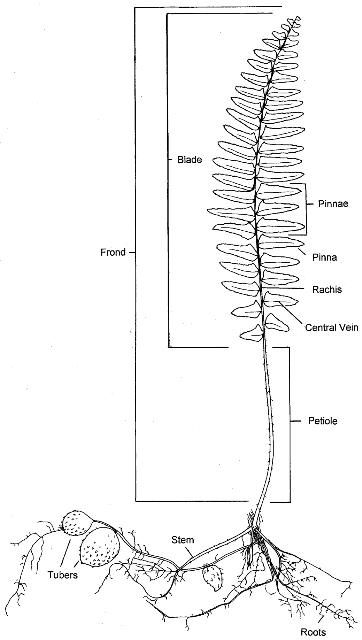 Figure 5. Basic parts of a fern used for identification.