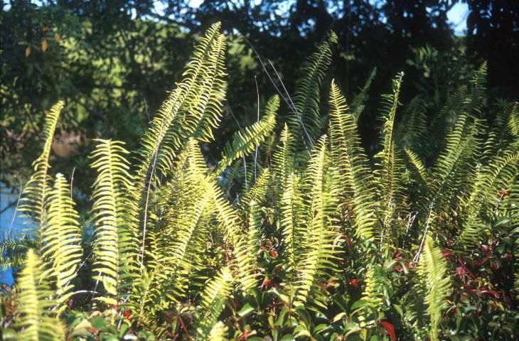 Figure 4. Asian sword fern (Nephrolepis brownii), not native to Florida.