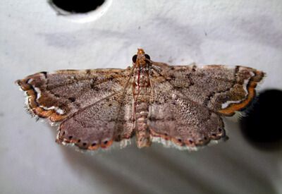 Figure 6. Neomusotima conspurcatalis adult was released in 2008 and 2009. It is established and thriving in several areas.