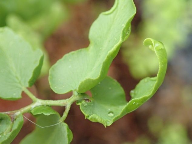Figure 8. Leaf galling/rolling from Lygodium mite, Floracarus perrepae.