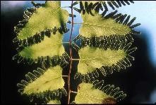 Figure 3. Fertile leaflets (pinnules) of Old World climbing fern are fringed with tiny lobes of enrolled leaf tissue along the leaf margin that cover the reproductive tissues.