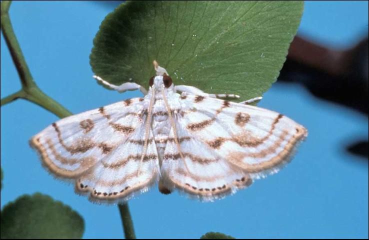 Figure 5. The defoliating moth Austromusotima camptonozale was released in February 2005 to control OWCF but failed to establish in the release range.