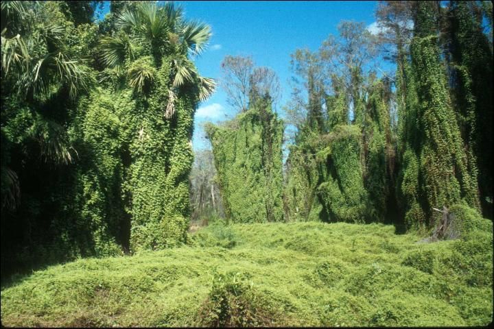 Figure 1. Old World climbing fern spreads along the ground, over shrubs, and climbs by twining around other structures, such as trees and vines.
