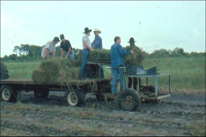 Figure 4. Using a spreader to uniformly distribute planting material on seedbed.
