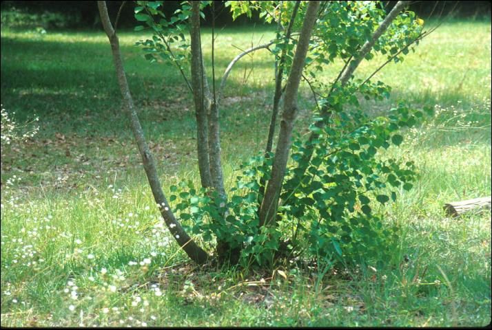 Figure 3. Stumps of felled Chinese tallow trees that are not treated with a herbicide will rapidly sprout to form multiple-trunked trees.