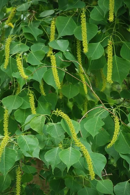 Figure 2. In spring, Chinese tallow tree displays spikes of small yellow flowers that are up to 8 inches in length.