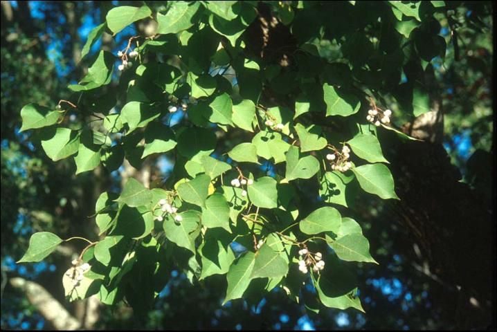 Figure 1. Chinese tallow tree (Sapium sebiferum L.) can be identified by its simple, alternate leaves with broadly rounded bases that taper to a slender point and dull white seeds that remain attached after leaves have fallen.