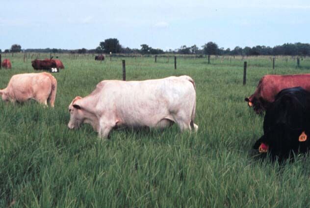Figure 1. Animals grazing Florona stargrass.