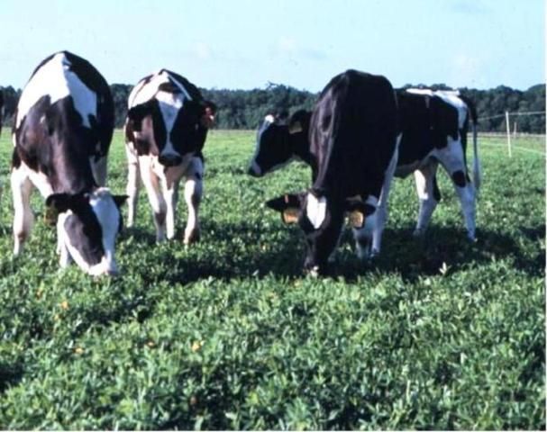 Figure 1. In this 1996 photo, heifers are pictured grazing in a rhizoma peanut pasture at the UF/IFAS Beef Research Unit near Gainesville, FL.