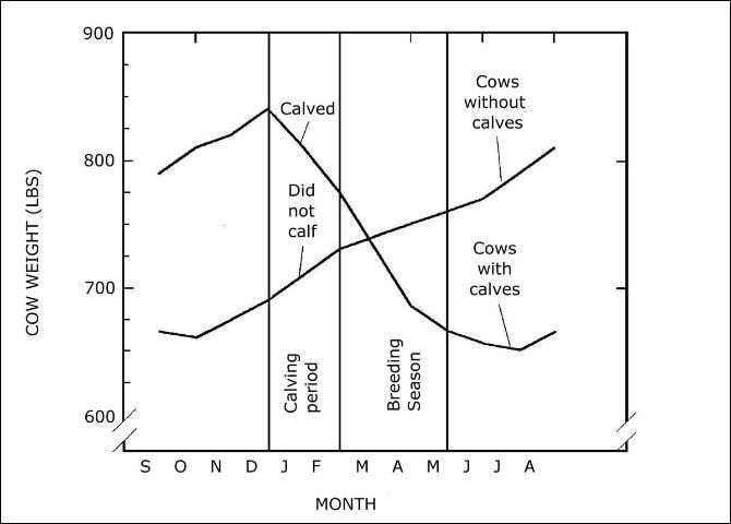 Figure 2. Cow weight changes on range and the consequences for reproduction.