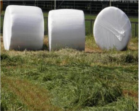 Individually wrapped silage bales.