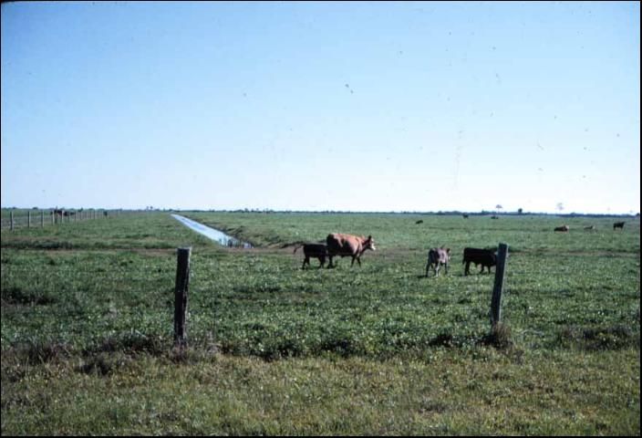 Figure 3. Cattle grazing irrigated sweetclover, Okeechobee county.