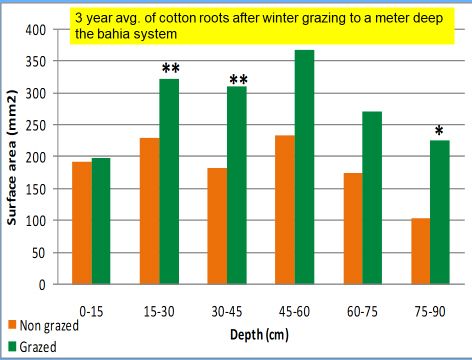 Figure 2. Impacts of winter grazing vs. non-grazed cover crops on cotton rooting.